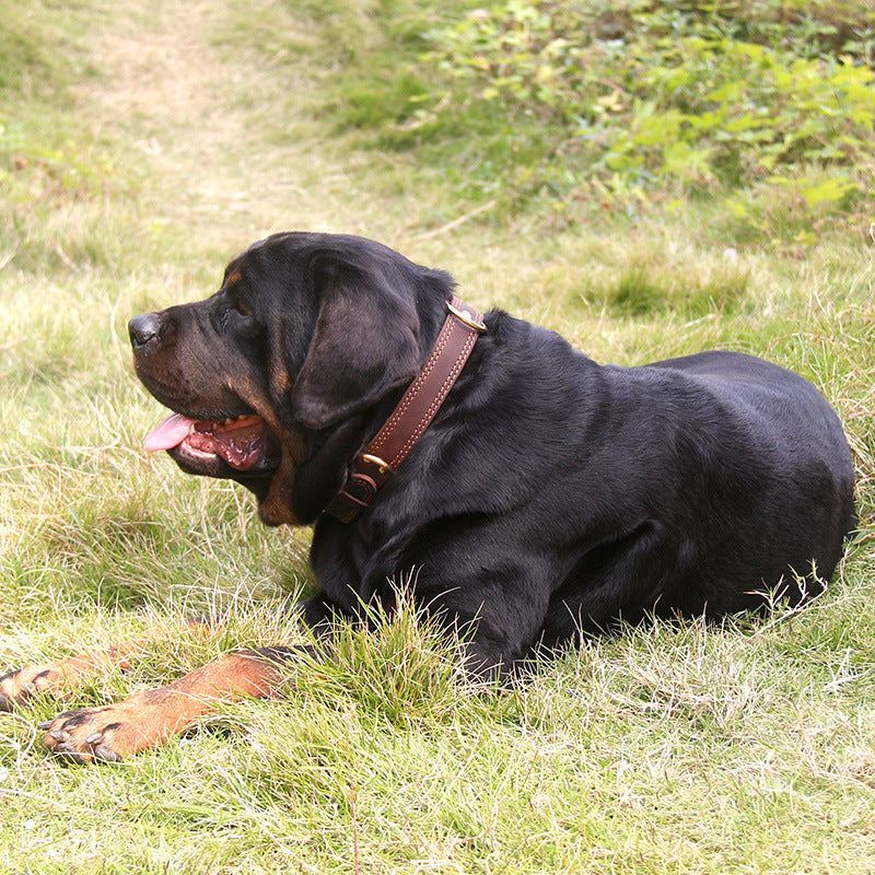 Elegant Dog Collar Of Cowhide